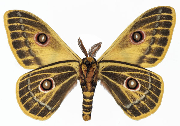 /filer/webapps/moths/media/images/A/arabella_Bunaeopsis_AM_Basquinb.jpg