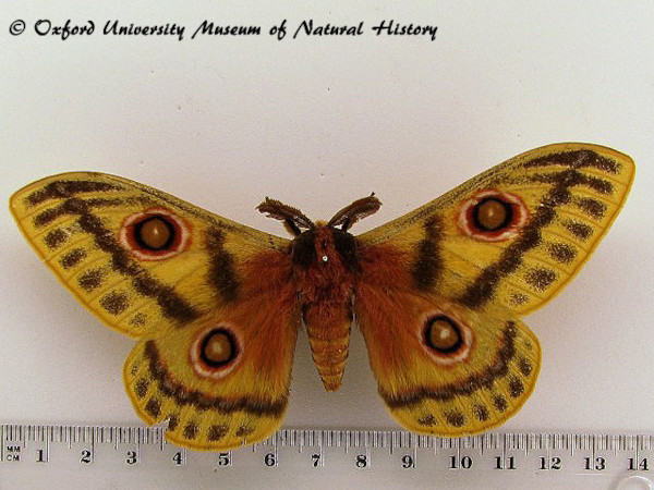 /filer/webapps/moths/media/images/A/arabella_Bunaeopsis_A_OUMNH.jpg