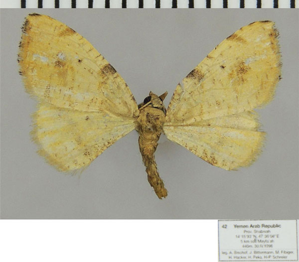 /filer/webapps/moths/media/images/A/arabella_Platypepla_AM_ZSMa.jpg