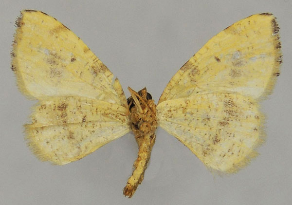 /filer/webapps/moths/media/images/A/arabella_Platypepla_AM_ZSMb.jpg