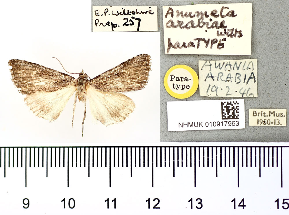 /filer/webapps/moths/media/images/A/arabiae_Anumeta_HT_BMNH.jpg