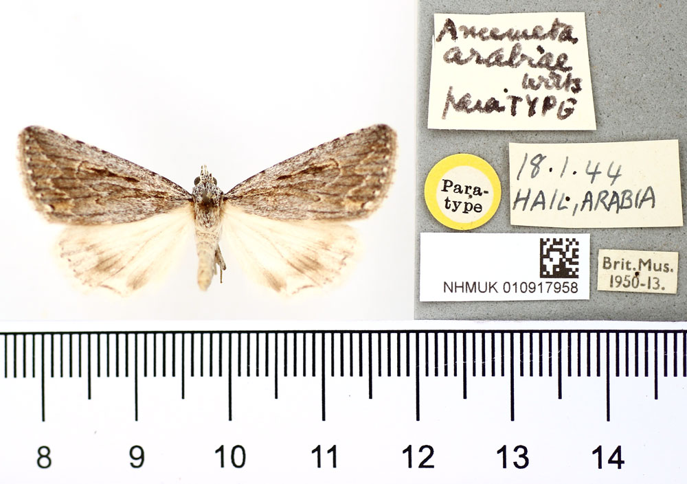 /filer/webapps/moths/media/images/A/arabiae_Anumeta_PT_BMNH.jpg