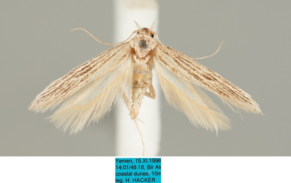 /filer/webapps/moths/media/images/A/arabiae_Ephysteris_AF_MfN.jpg