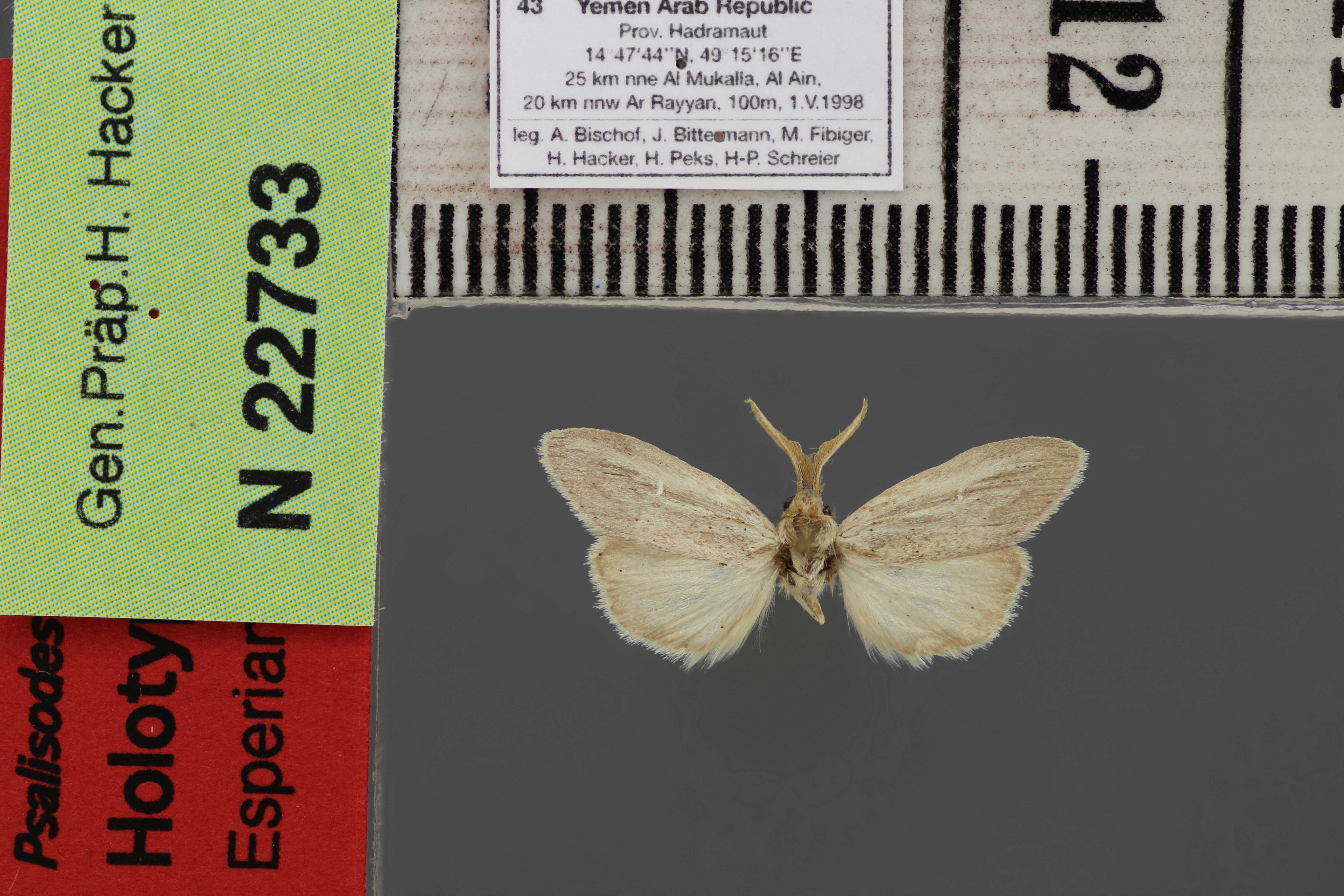 /filer/webapps/moths/media/images/A/arabica-Psalisodes-Ye_male_HT.JPG
