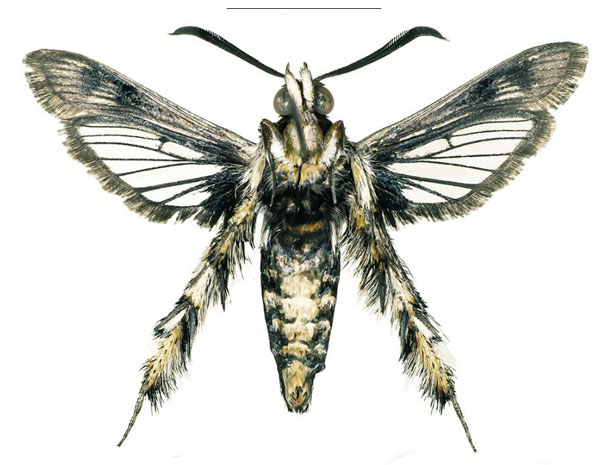/filer/webapps/moths/media/images/A/arabica_Afromelittia_HT_COGMb.jpg