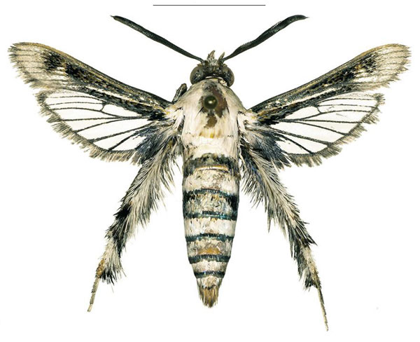 /filer/webapps/moths/media/images/A/arabica_Afromelittia_PTM_COGMa.jpg