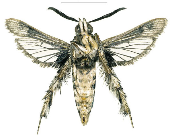 /filer/webapps/moths/media/images/A/arabica_Afromelittia_PTM_COGMb.jpg