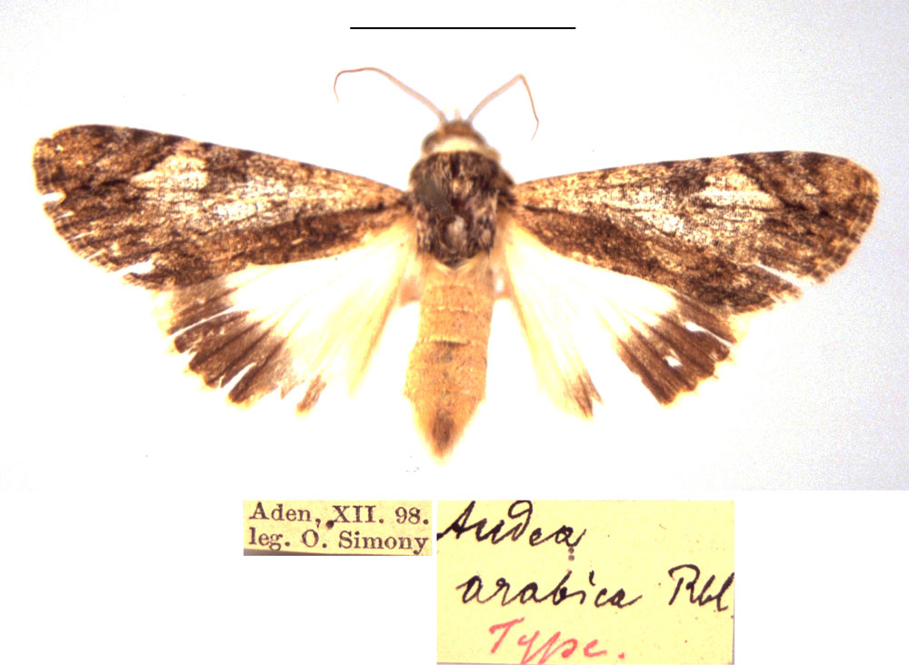 /filer/webapps/moths/media/images/A/arabica_Audea_HT_NHMW.jpg