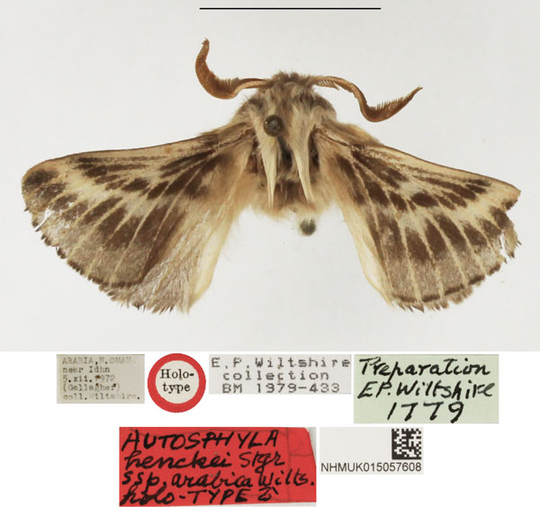 /filer/webapps/moths/media/images/A/arabica_Autosphyla_HT_NHMUK.jpg