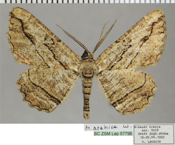 /filer/webapps/moths/media/images/A/arabica_Menophra_AM_ZSMa.jpg