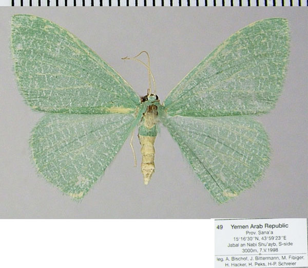 /filer/webapps/moths/media/images/A/arabica_Prasinocyma_AF_ZSM.jpg