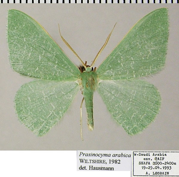 /filer/webapps/moths/media/images/A/arabica_Prasinocyma_AM_ZSMa.jpg