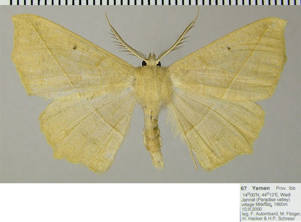 /filer/webapps/moths/media/images/A/arabica_Psilocerea_AM_ZSMa.jpg