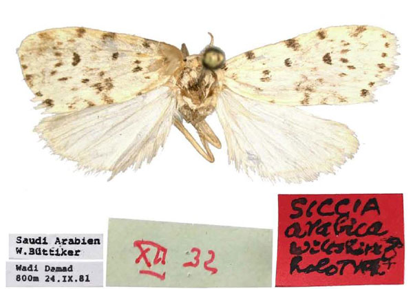 /filer/webapps/moths/media/images/A/arabica_Siccia_HT_BMNH.jpg