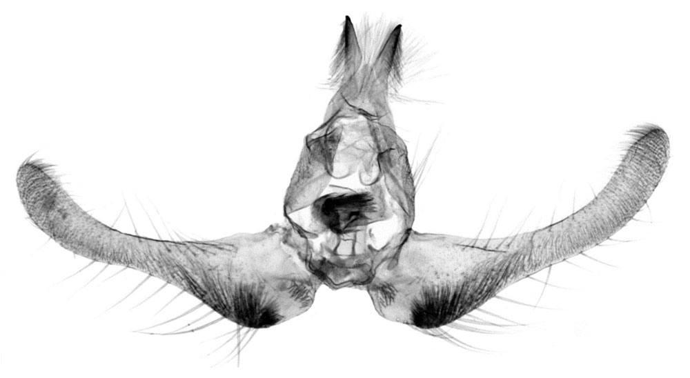 /filer/webapps/moths/media/images/A/arabuko_Gnathodracon_GMPT_RMCA_382.jpg
