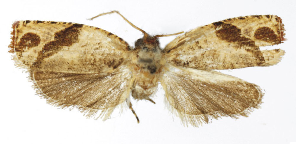 /filer/webapps/moths/media/images/A/arabuko_Gnathodracon_HT_RMCA.jpg