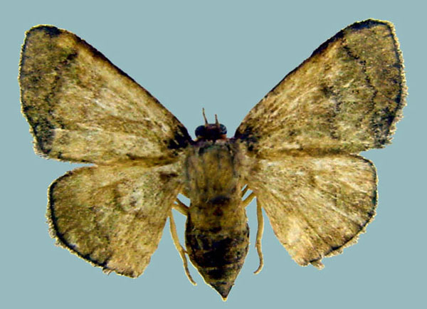 /filer/webapps/moths/media/images/A/arabukoensis_Isoplenodia_AF_ZSM.jpg