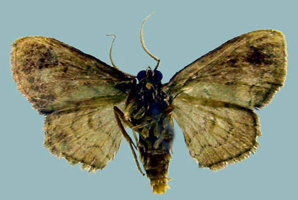 /filer/webapps/moths/media/images/A/arabukoensis_Isoplenodia_AM_ZSMb.jpg