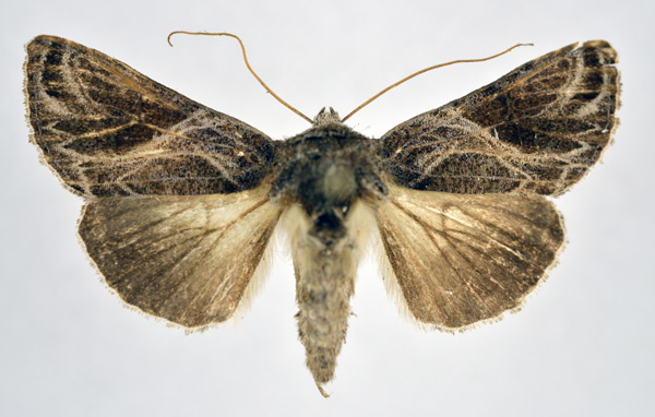 /filer/webapps/moths/media/images/A/arachnoides_Thysanoplusia_A_NHMO.jpg