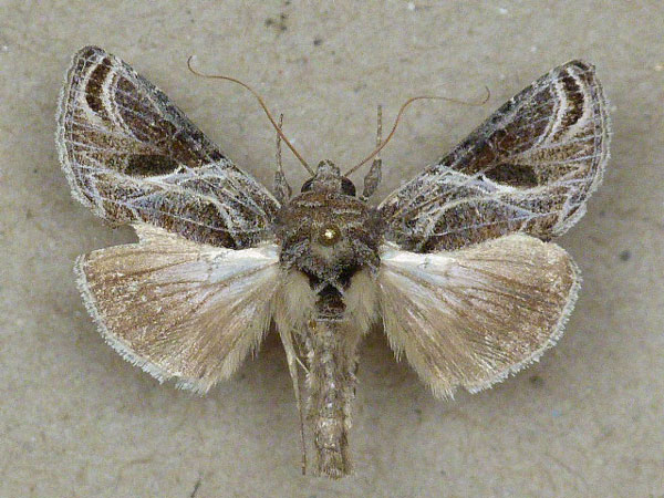 /filer/webapps/moths/media/images/A/arachnoides_Trichoplusia_A_Butler.jpg