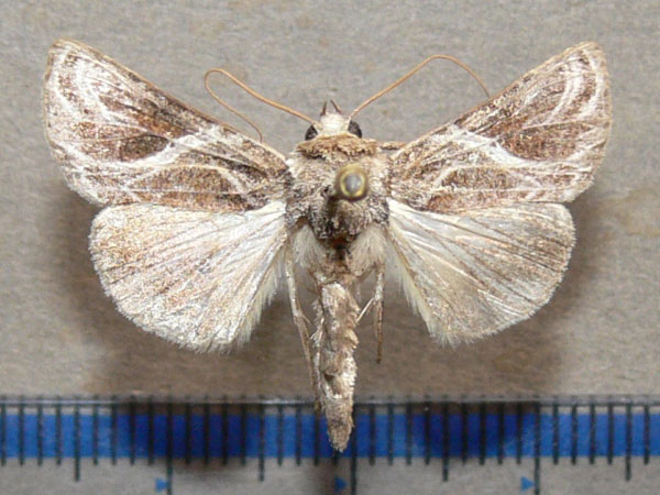 /filer/webapps/moths/media/images/A/arachnoides_Trichoplusia_A_Goff.jpg