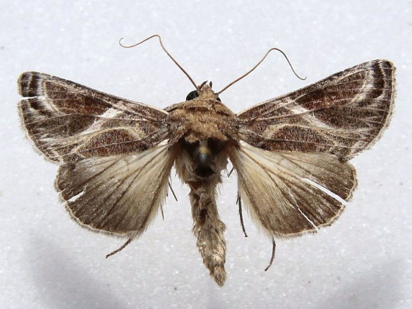 /filer/webapps/moths/media/images/A/arachnoides_Trichoplusia_A_Goff_01.jpg