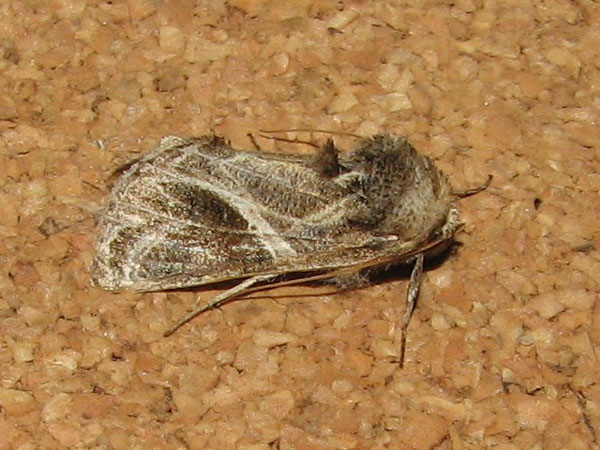 /filer/webapps/moths/media/images/A/arachnoides_Trichoplusia_A_Goff_02.jpg