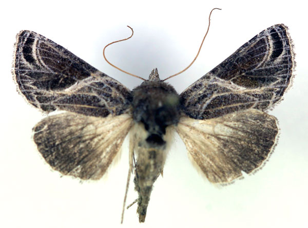 /filer/webapps/moths/media/images/A/arachnoides_Trichoplusia_A_RMCA.jpg