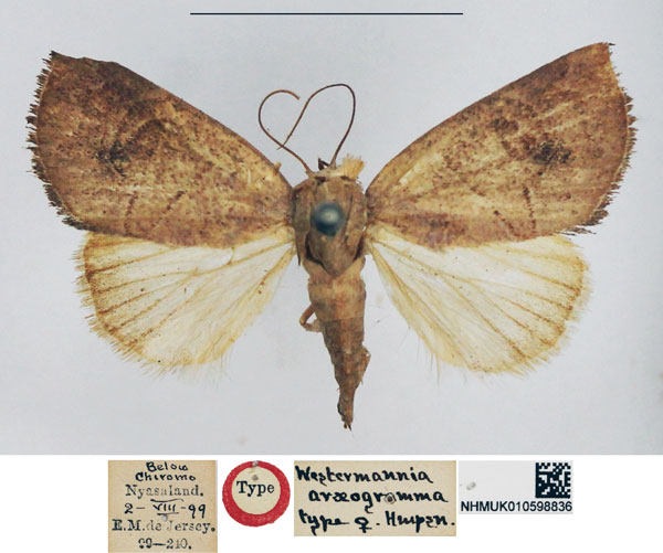 /filer/webapps/moths/media/images/A/araeogramma_Westermannia_HT_NHMUK.jpg