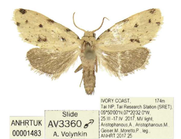 /filer/webapps/moths/media/images/A/araios_Siccia_PTM_ANHRT.jpg