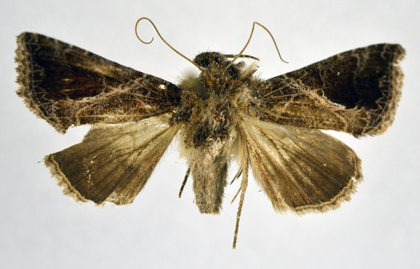 /filer/webapps/moths/media/images/A/aranea_Trichoplusia_A_NHMO.jpg