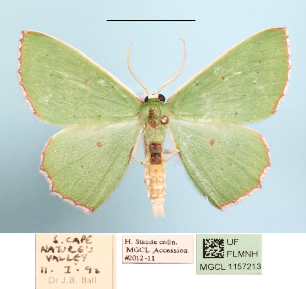 /filer/webapps/moths/media/images/A/araria_Adicocrita_A_MGCL_01.JPG