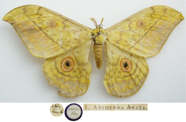 /filer/webapps/moths/media/images/A/arata_Saturnia_STM_NHMUKa.jpg