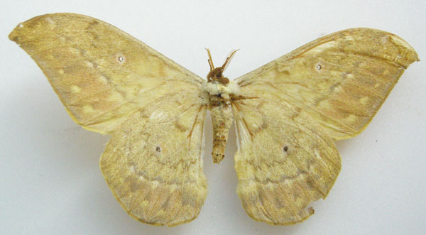 /filer/webapps/moths/media/images/A/arata_Saturnia_STM_NHMUKb.jpg