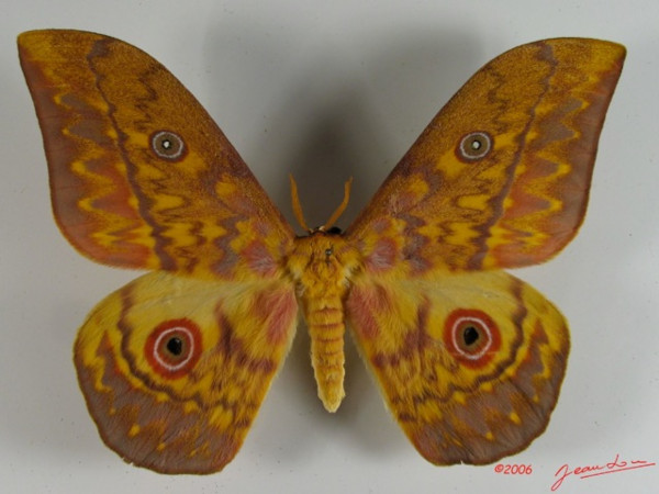 /filer/webapps/moths/media/images/A/aratus_Aurivillius_A_Albert_01.jpg