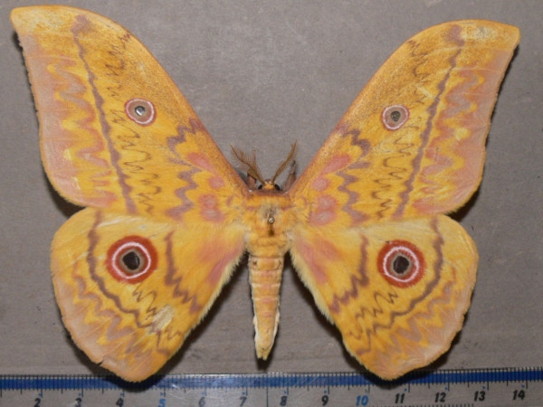 /filer/webapps/moths/media/images/A/aratus_Aurivillius_A_Goff_01.jpg