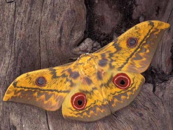 /filer/webapps/moths/media/images/A/aratus_Aurivillius_A_Wolfe_01.jpg