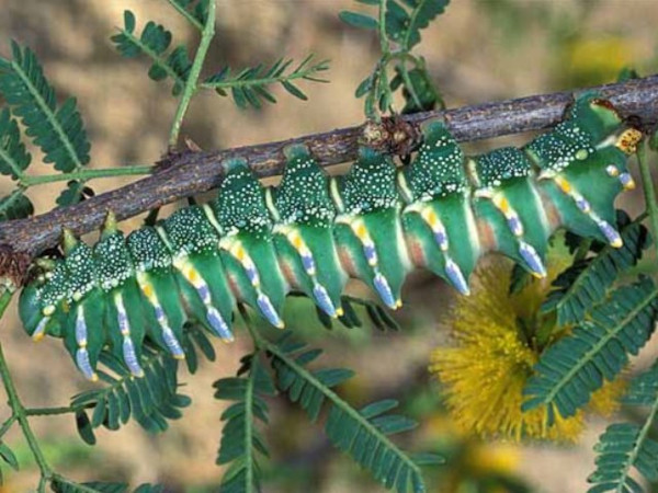 /filer/webapps/moths/media/images/A/aratus_Aurivillius_C_Wolfe_02.jpg