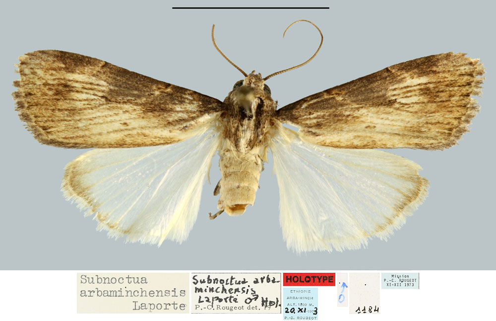 /filer/webapps/moths/media/images/A/arbaminchensis_Subnoctua_HT_MNHN.jpg