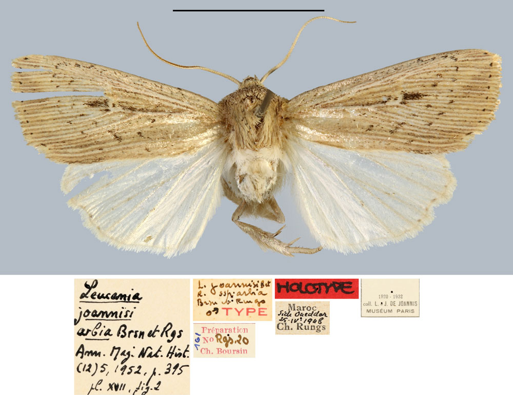 /filer/webapps/moths/media/images/A/arbia_Leucania_HT_MNHN.jpg