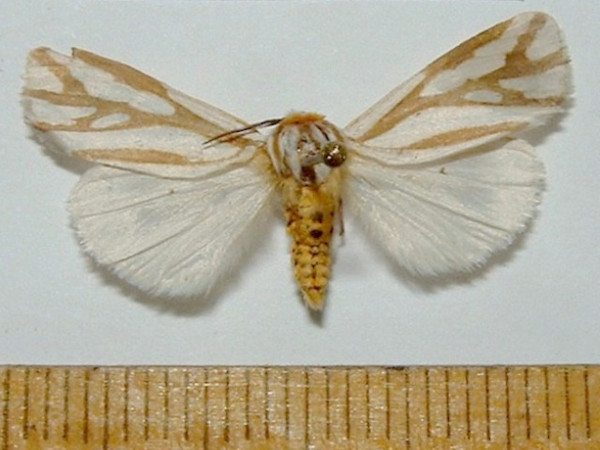 /filer/webapps/moths/media/images/A/arborifera_Paralacydes_A_Mateke_02.jpg