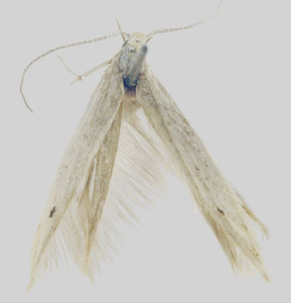 /filer/webapps/moths/media/images/A/arcana_Coleophora_HT_MfN.jpg