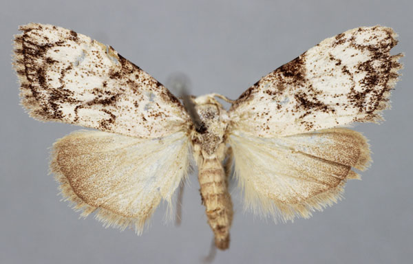 /filer/webapps/moths/media/images/A/arcanalis_Meganola_A_BMNH.jpg