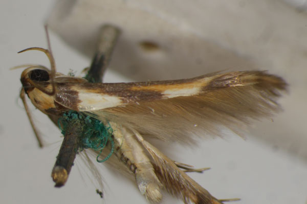 /filer/webapps/moths/media/images/A/arcata_Stathmopoda_A_BMNH.jpg