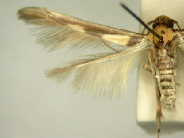 /filer/webapps/moths/media/images/A/arcata_Stathmopoda_HT233_TMSA_02.jpg