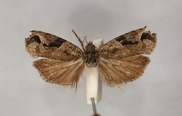 /filer/webapps/moths/media/images/A/archana_Megalota_PT_RMCA_01.jpg