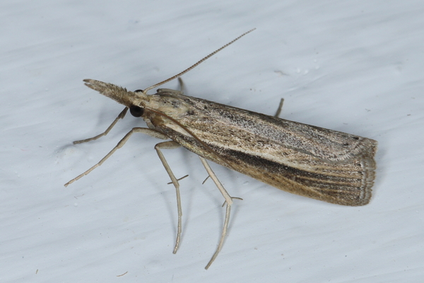 /filer/webapps/moths/media/images/A/archimedes_Crambus_A_Heyns_02.JPG