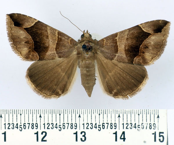 /filer/webapps/moths/media/images/A/arcifera_Bastilla_AF_BMNH.jpg