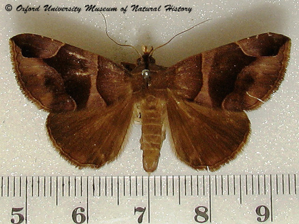 /filer/webapps/moths/media/images/A/arcifera_Dysgonia_A_OUMNH_01.jpg