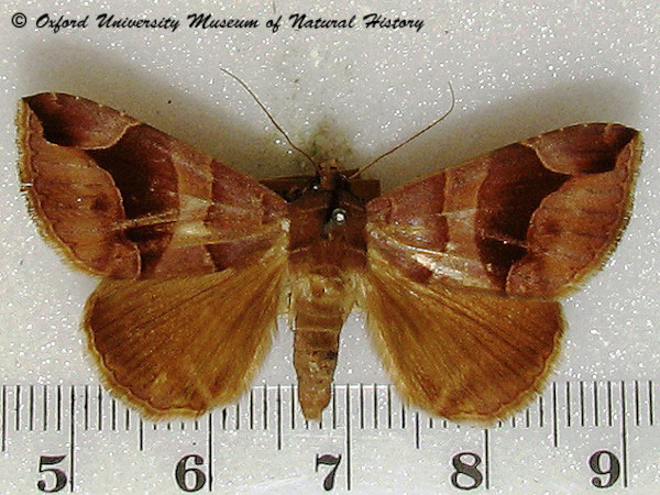 /filer/webapps/moths/media/images/A/arcifera_Dysgonia_A_OUMNH_02.jpg